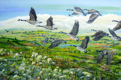 Canada Geese - Flying - High Quality Giclée Prints