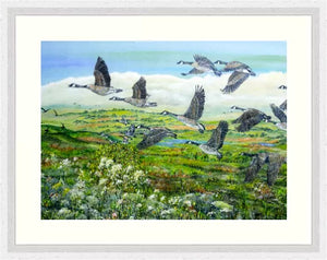 Canada Geese - Flying - High Quality Giclée Prints