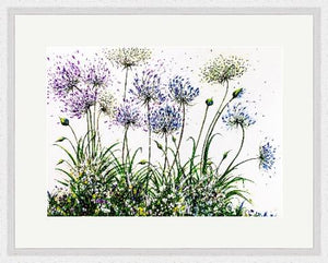 Airy Agapanthus - High Quality Giclée Prints